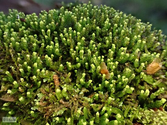 Odontoschisma denudatum